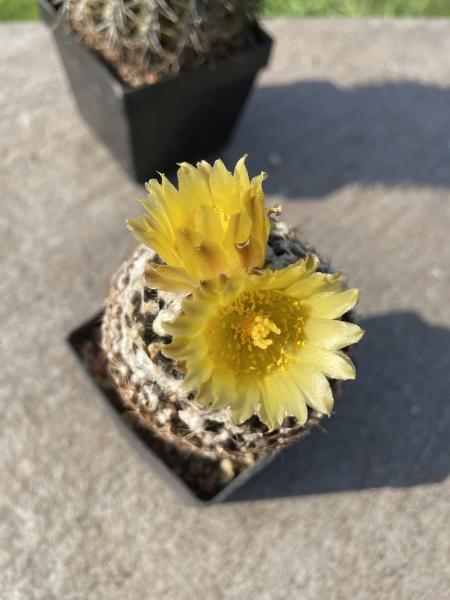 Copiapoa hypogaea